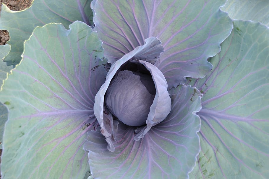 cabbage, horticulture, kitchen garden, close-up, growth, plant HD wallpaper