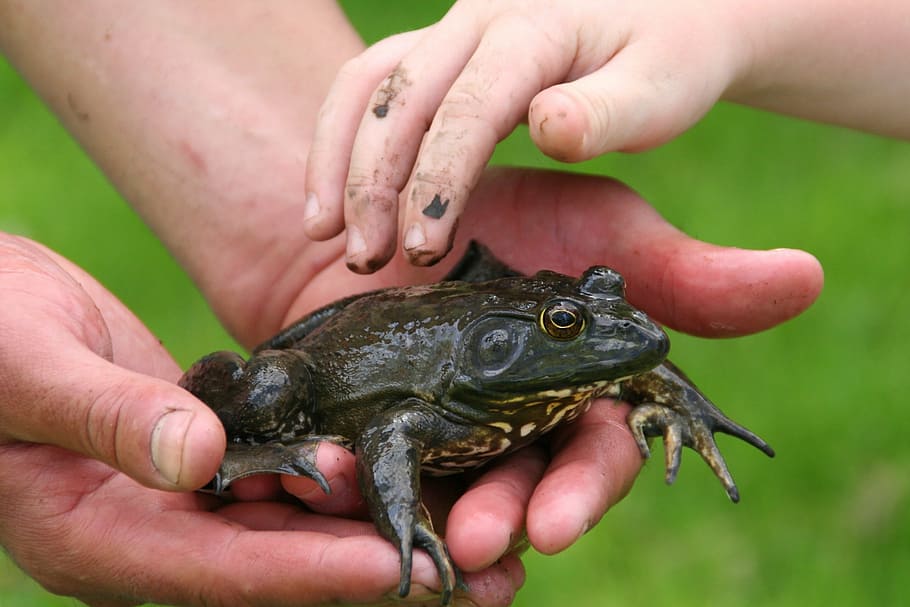 person holding green frog, nature, kids, outdoor, learning, bullfrog, HD wallpaper