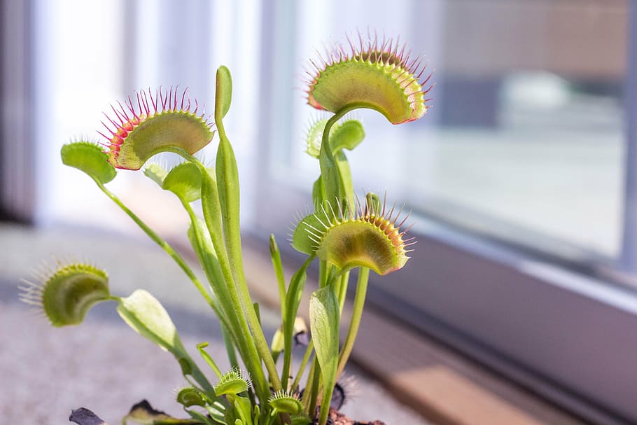 selective focus photography of Venus fly trap inside room, plant, HD wallpaper