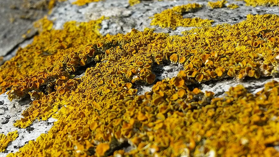 lichen, stone, wall, yellow, orange, moss, fouling, plant, structure HD wallpaper