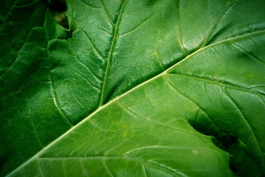 leaf, green leaf, nature, plant, veins, bright leaf, plant part HD wallpaper