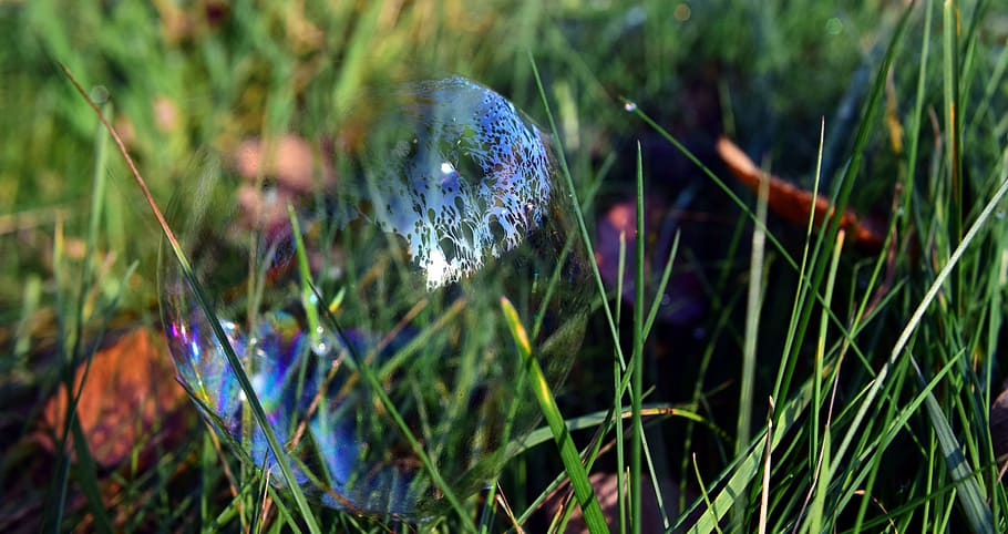 soap bubble, meadow, grass, transient, tender, sensitive, vulnerable HD wallpaper
