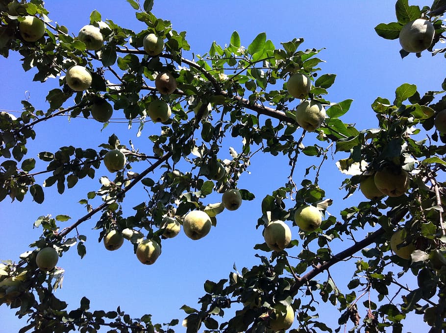 pears, pear tree, green, fruit, nature, branch, harvest, orchard HD wallpaper