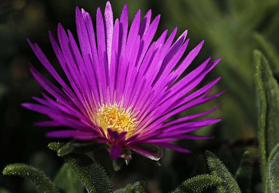 closeup photography of purple ice plant flower, blossom, bloom, HD wallpaper