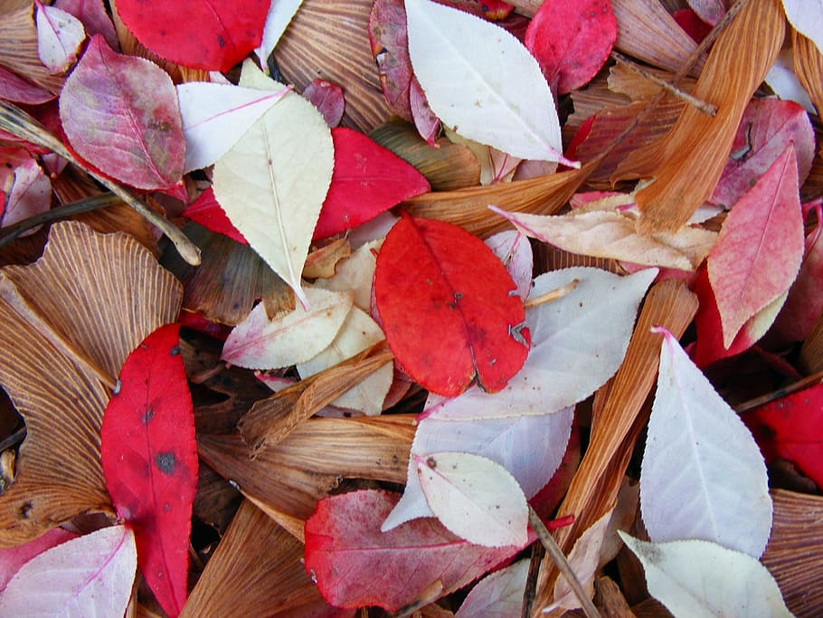 Leaves, Leaf, Nature, Fall, Autumn, colorful, coloured, kentucky HD wallpaper