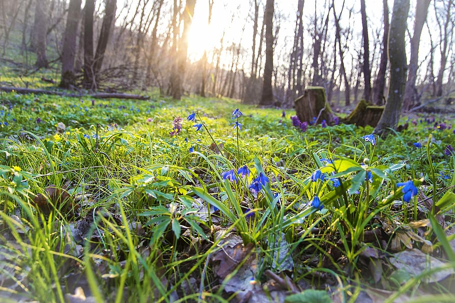 spring, nature, flowers, forest, beauty, trees, plant, land HD wallpaper