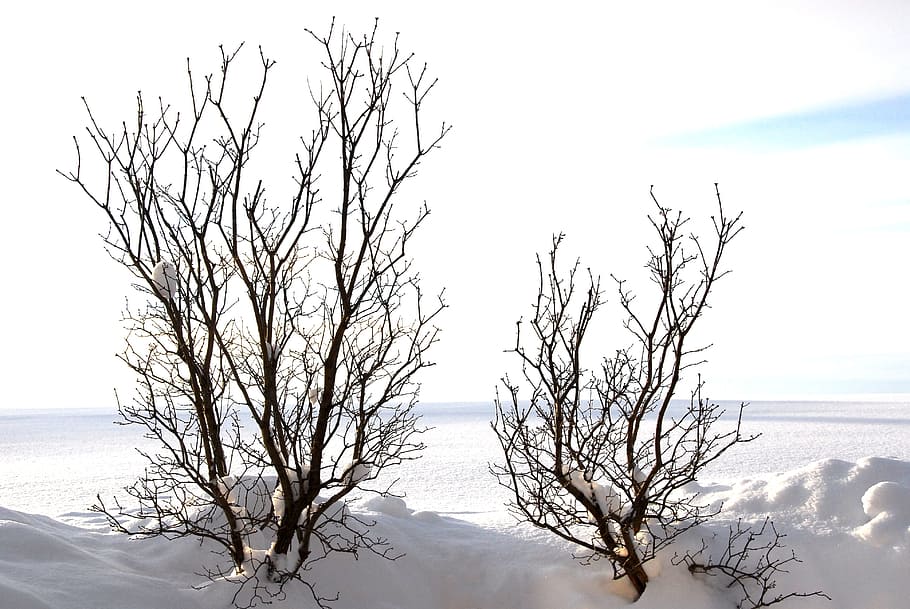 trees, kahl, aesthetic, branches, winter, cold, white, sky HD wallpaper