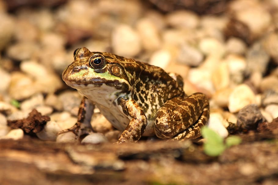 frog, animals, frogs, animal themes, animal wildlife, animals in the wild HD wallpaper