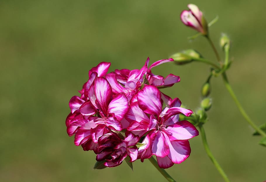 selective focus photography of pink petaled flower, geranium HD wallpaper