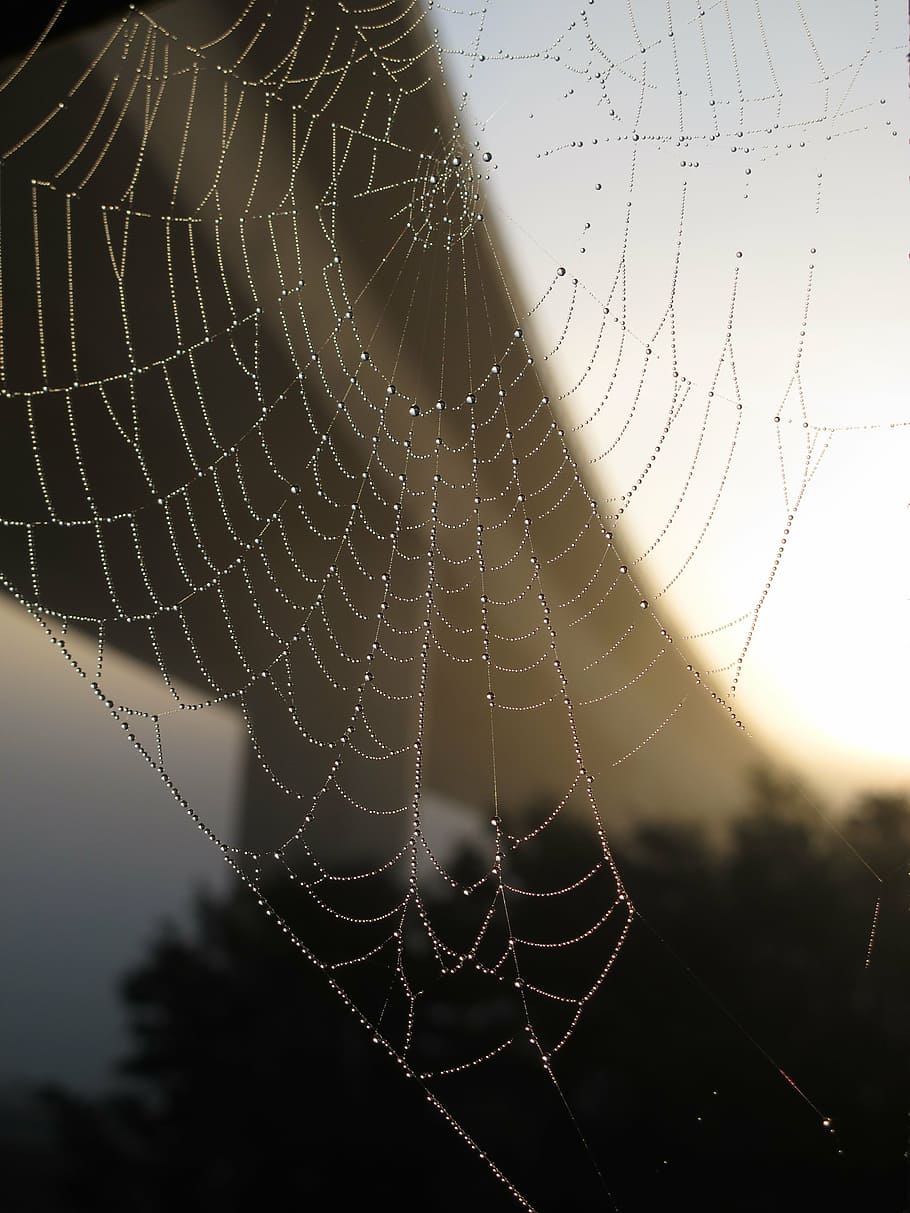 bridge, cobweb, autumn, network, dew, spider, morgentau, back light, HD wallpaper