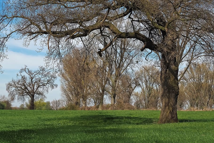 landscape, meadowlands, trees, bare branches, blue, mood, sky HD wallpaper