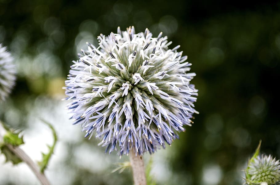 Macro, Flower, Flora, Nature, Purple, flowers, blossom, bloom HD wallpaper