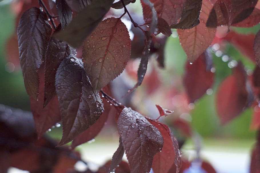 leaves, rain, nature, leaf, plant part, growth, close-up, no people HD wallpaper