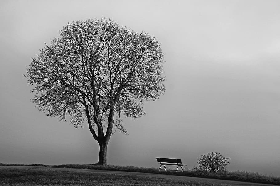 photo of bench beside tree, fog, november, cold, nature, autumn HD wallpaper