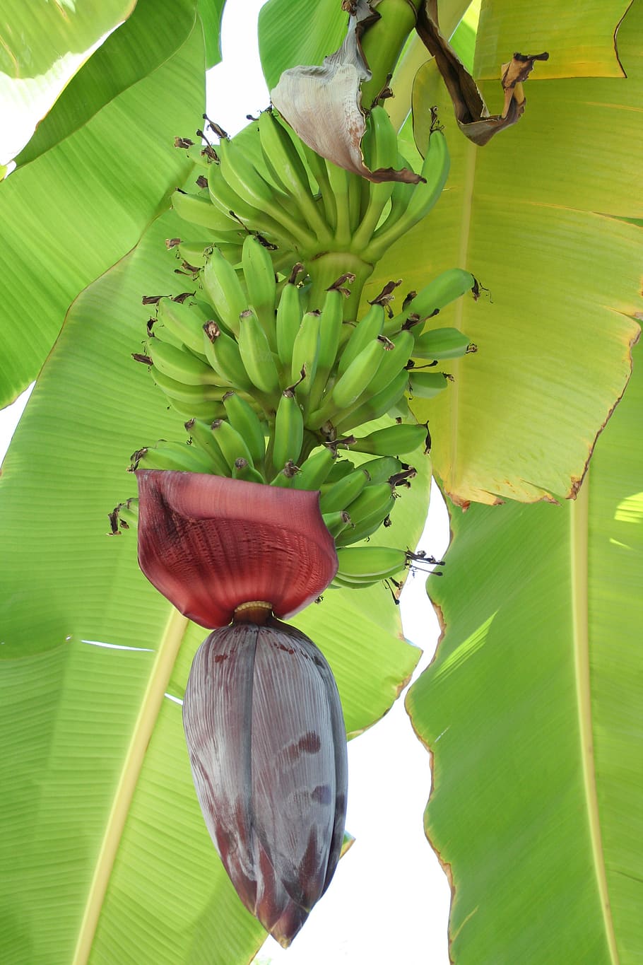 HD wallpaper: banana, blooms, tropics, banana tree, freshness, green ...