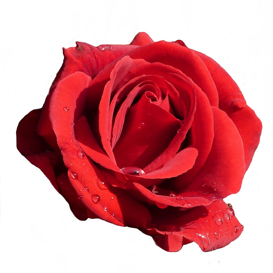 red rose, blossom, bloom, isolated, rose - Flower, petal, nature HD wallpaper