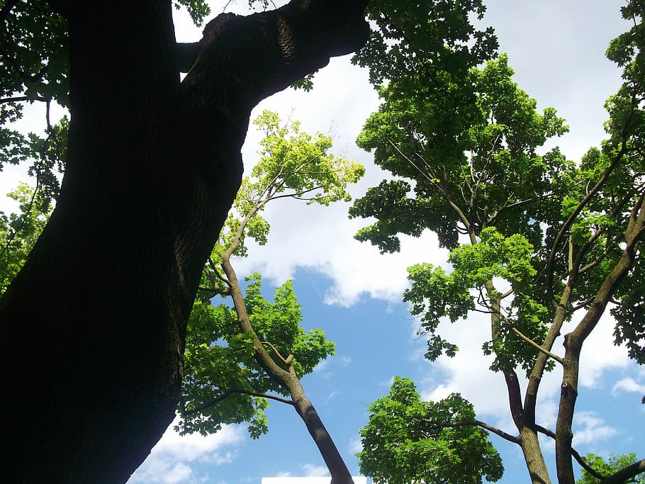 trees, sky, nature, green, environment, forest, leaf, season HD wallpaper
