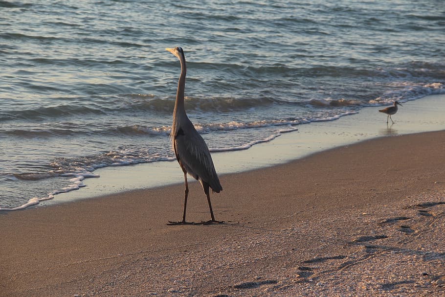 beach, sunset, bird, water, sea, outdoor, wildlife, animal themes HD wallpaper