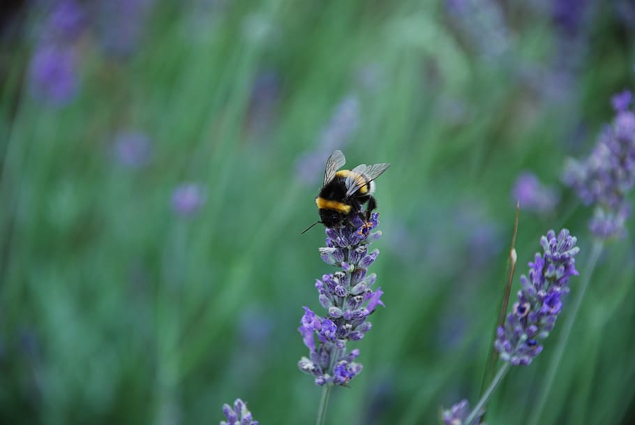 lavender, scent, pollination, animal themes, animals in the wild HD wallpaper