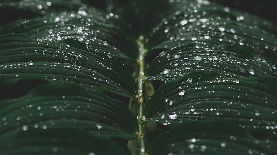 green leaf plant closeup photography, macro photography of water droplets on leaves HD wallpaper
