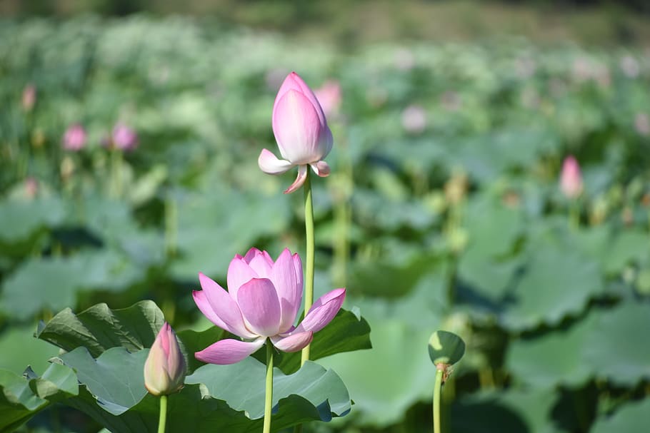 lotus, plant, flowers, pink, in full bloom, bud, summer, beijing, HD wallpaper