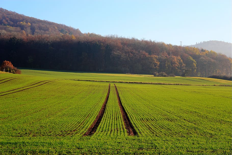 Field, Seed, Agriculture, Arable, Fog, cereals, landscape, cornfield HD wallpaper