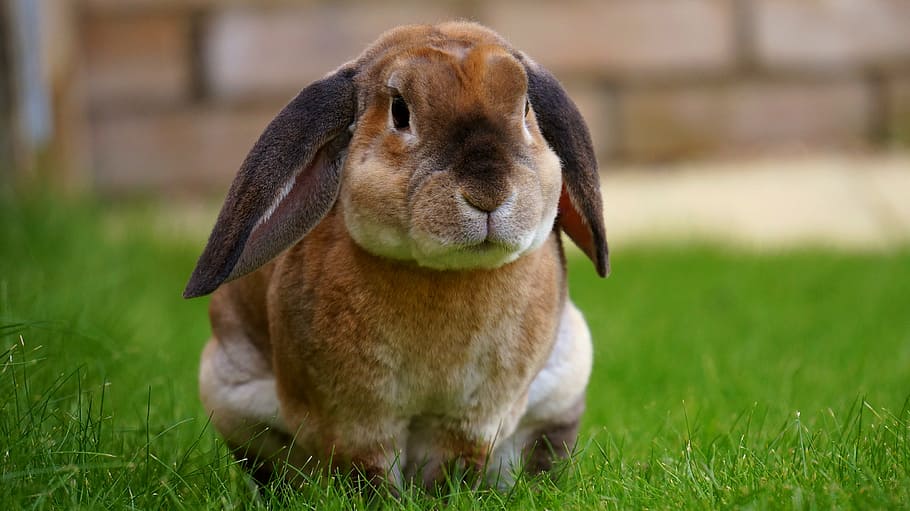 closeup photo of brown hare, rabbit, garden, bunny, spring, green