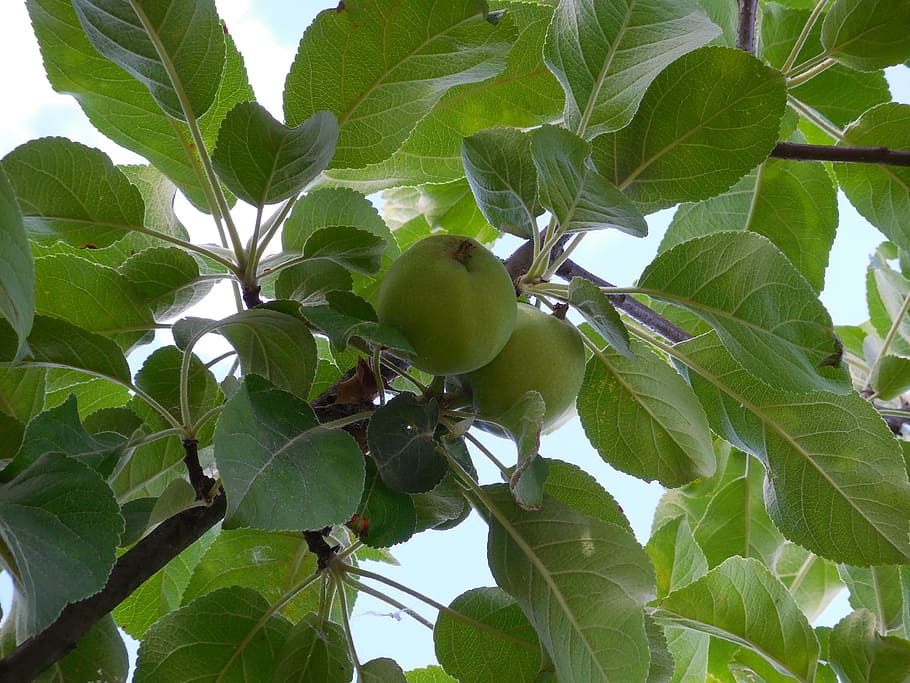 apple, tree, branch, fruit, nature, green apple, maturation