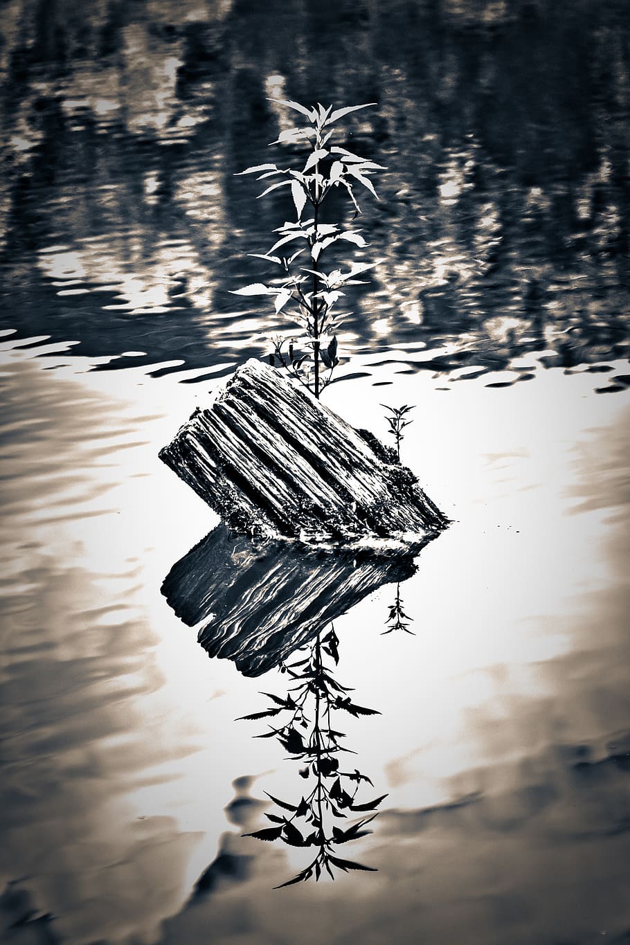 grayscale photo of plant, lake, reflection, contrast, water HD wallpaper