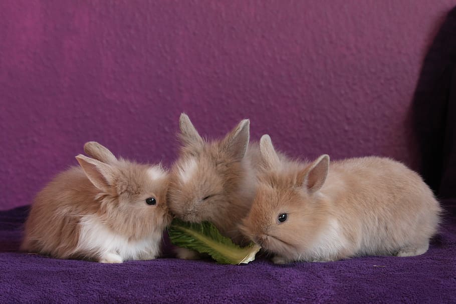 three brown rabbits, small, sweet, knuffig, eat, food, pet HD wallpaper