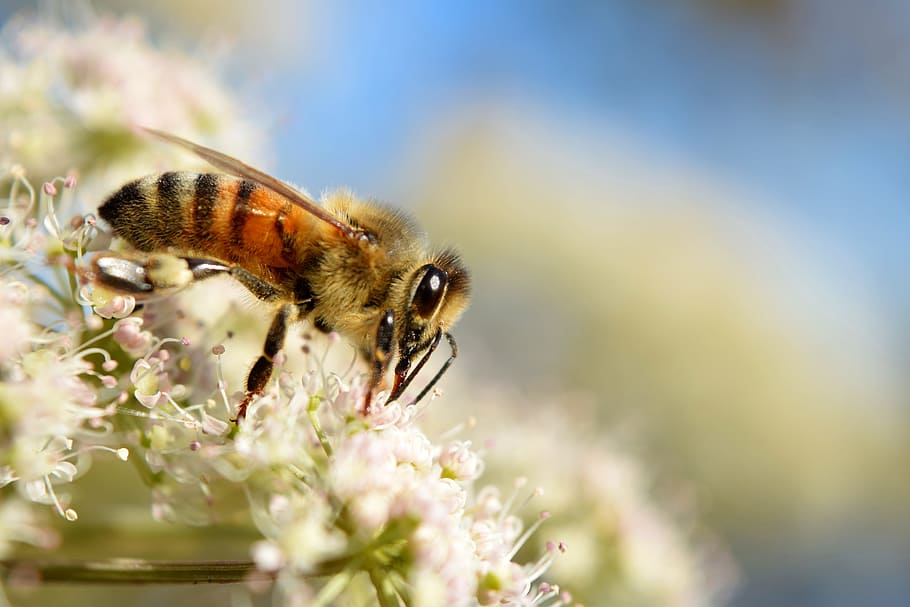 bee, macro, insect, blossom, bloom, flower, pollination, pollen HD wallpaper