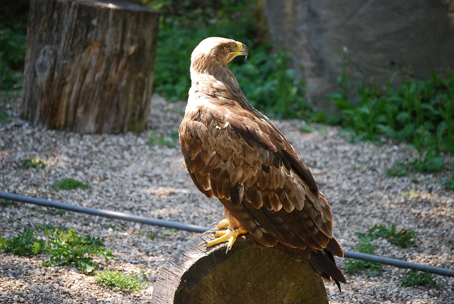 buzzard, raptor, bird, animal, animal themes, one animal, vertebrate HD wallpaper