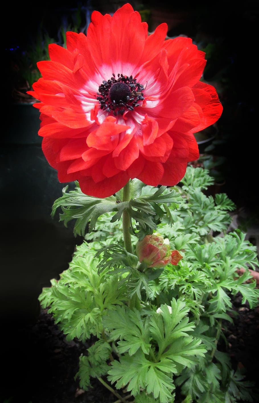 anemone, double, red, flower, flowering plant, fragility, freshness HD wallpaper