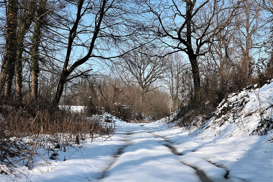 winter, snow, nature, cold, frost, cold temperature, tree, bare tree HD wallpaper