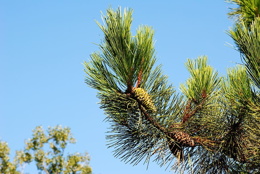 pine, sky, green, blue, tree, nature, landscape, park, fir HD wallpaper
