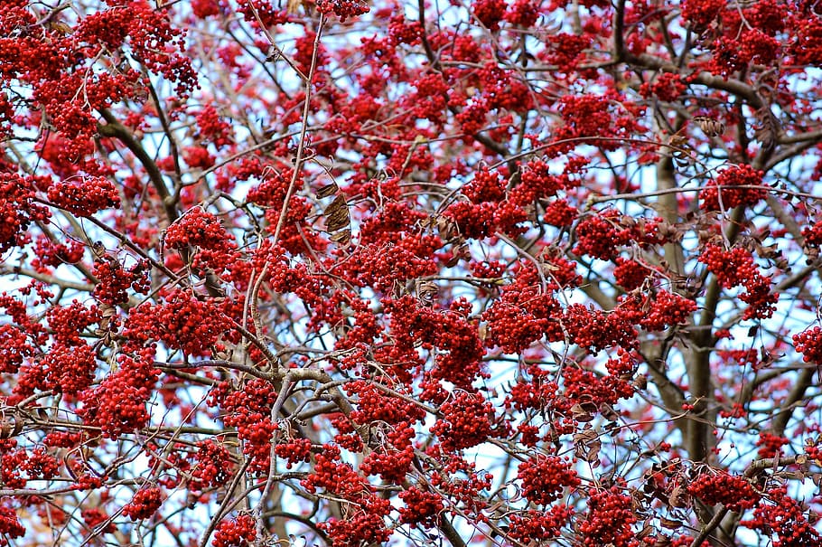 rowan, red, nature, berry, color, tree, autumn, plant, growth HD wallpaper