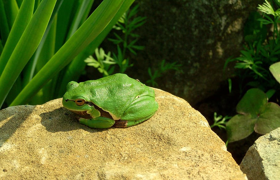 tree frog, green, amphibian, animal wildlife, green color, one animal HD wallpaper