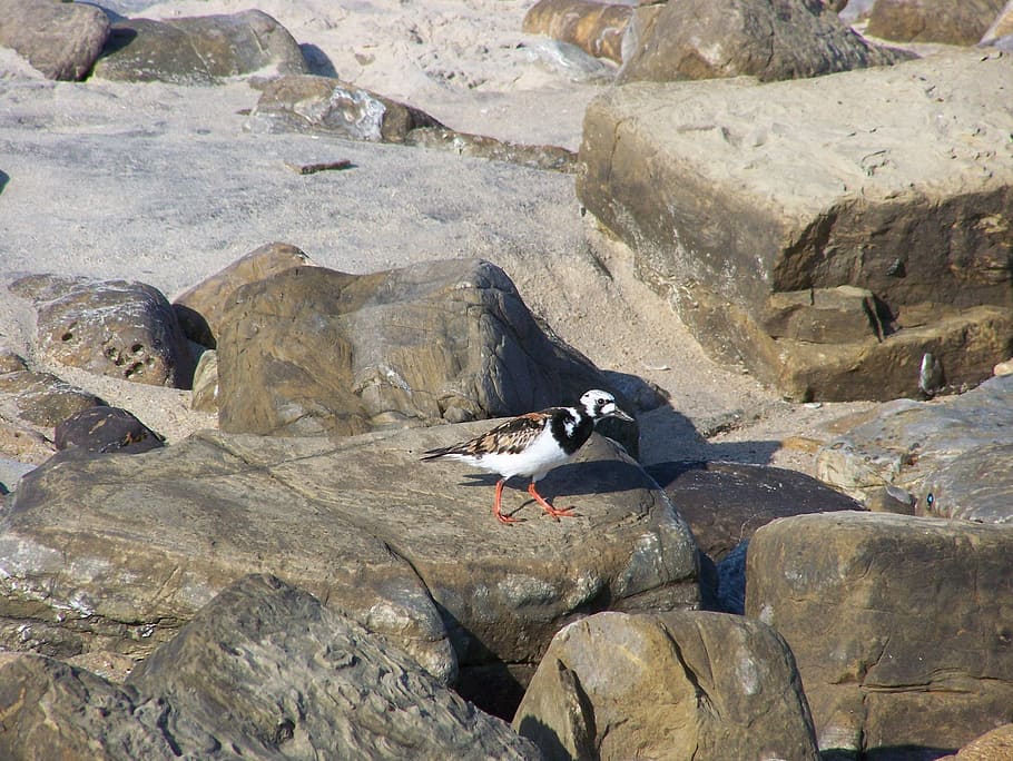 Ave, Rock, Sand, Sand, Beach, Turnstone, the botero beach, barbate HD wallpaper