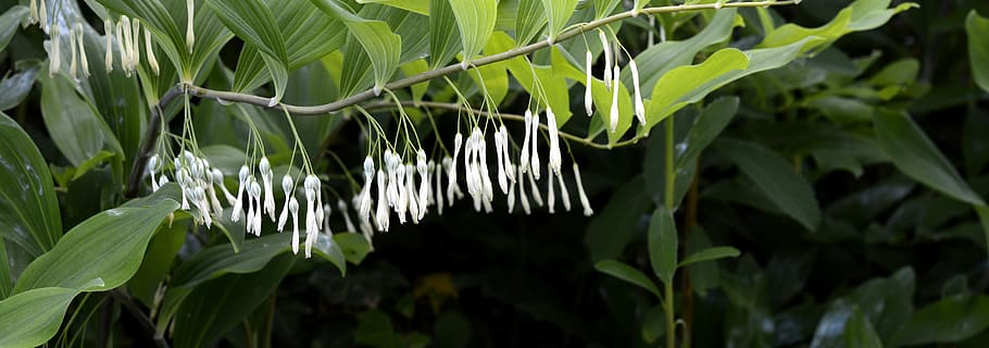 Much-Blooded Weisswurz, much-flowered solomon's seal, flowers, HD wallpaper