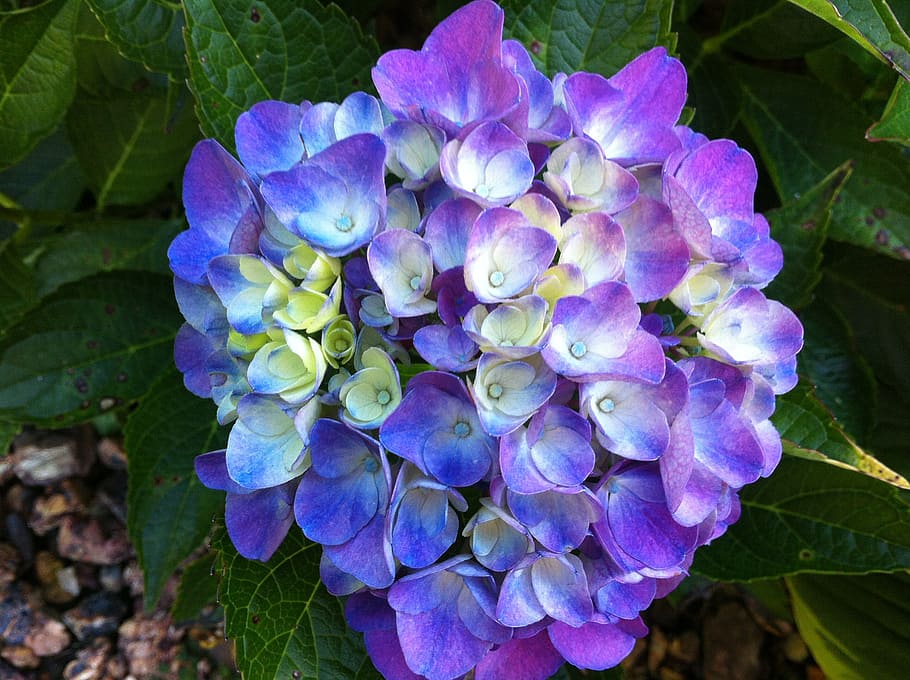 hydrangea, flower, purple, spring, nature, flowering plant HD wallpaper