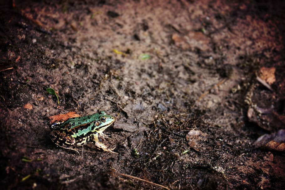 green and black toad on brown soil in close-up photography, green and black frog on ground HD wallpaper