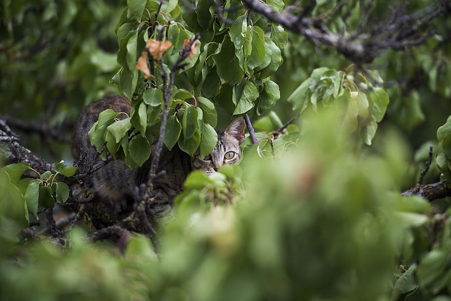 Cat, Tree, Green, Leaves, Hide, Leaf, climb, young cat, nature HD wallpaper
