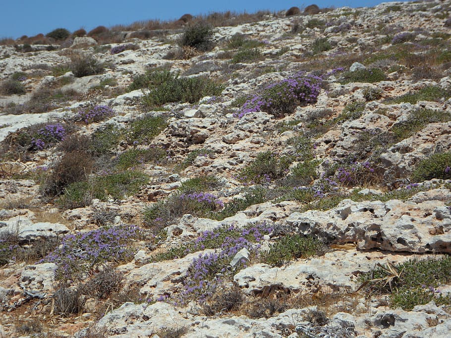 karg, bloom, wild herbs, thyme, wild thyme, wild flower, rau HD wallpaper