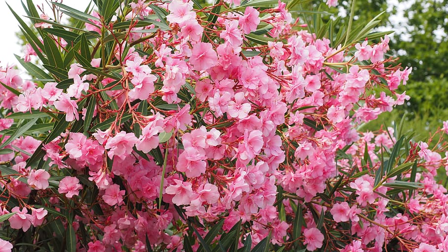 close-up photography of pink oleander flowers in bloom, bush, HD wallpaper