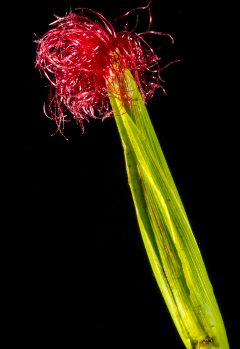 corn flower, blooming corn, red, black background, studio shot HD wallpaper