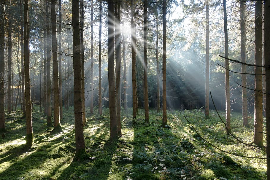 sunlight through tall trees, spruce, forest, conifer, nature HD wallpaper