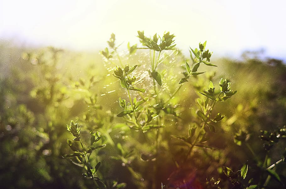 grass, field, spider web, summer, nature, meadow, green grass HD wallpaper