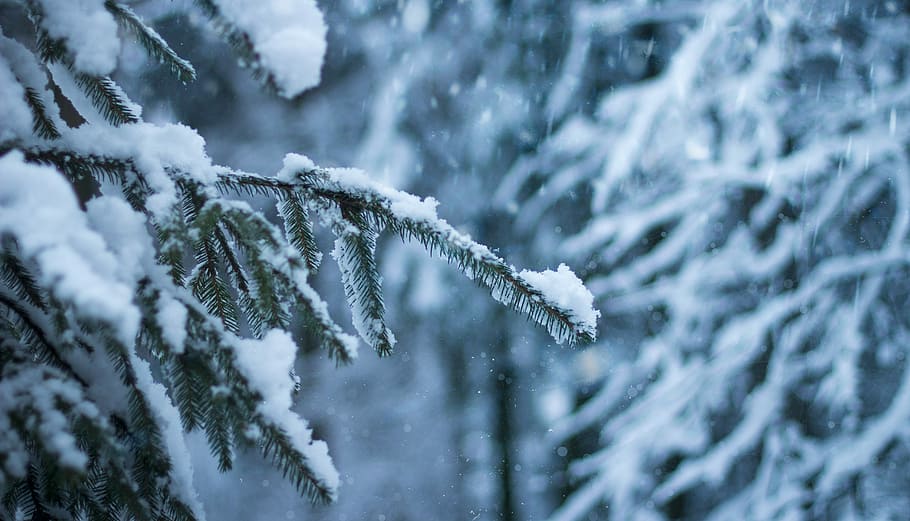 snow covered pine tree in selective focus photographyt, pine tree coated with snow HD wallpaper