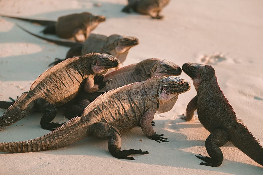 group of comodo dragons, five brown reptiles on brown sand, Iguana HD wallpaper