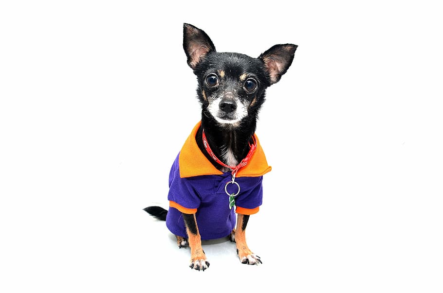 dog wearing purple shirt photograph, chihuahua, animal, pet, funny
